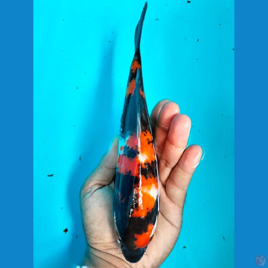 SHOWA 28CM ™