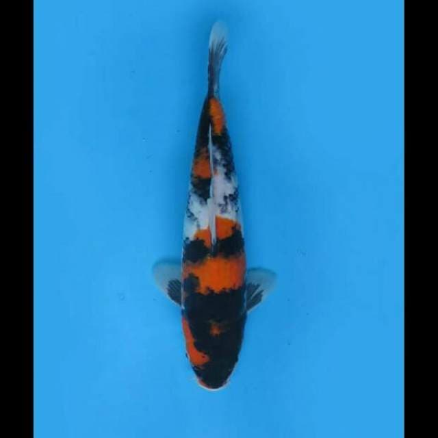 33cm - F1 Showa Sanshoku Hq