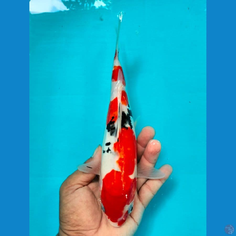 SANKE 26CM