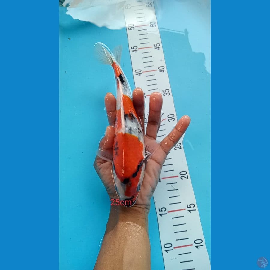 showa 25cm