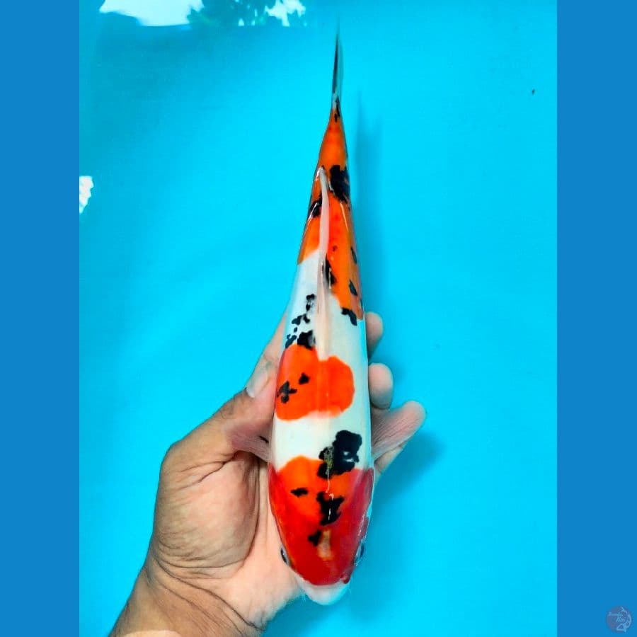 SANKE 30CM