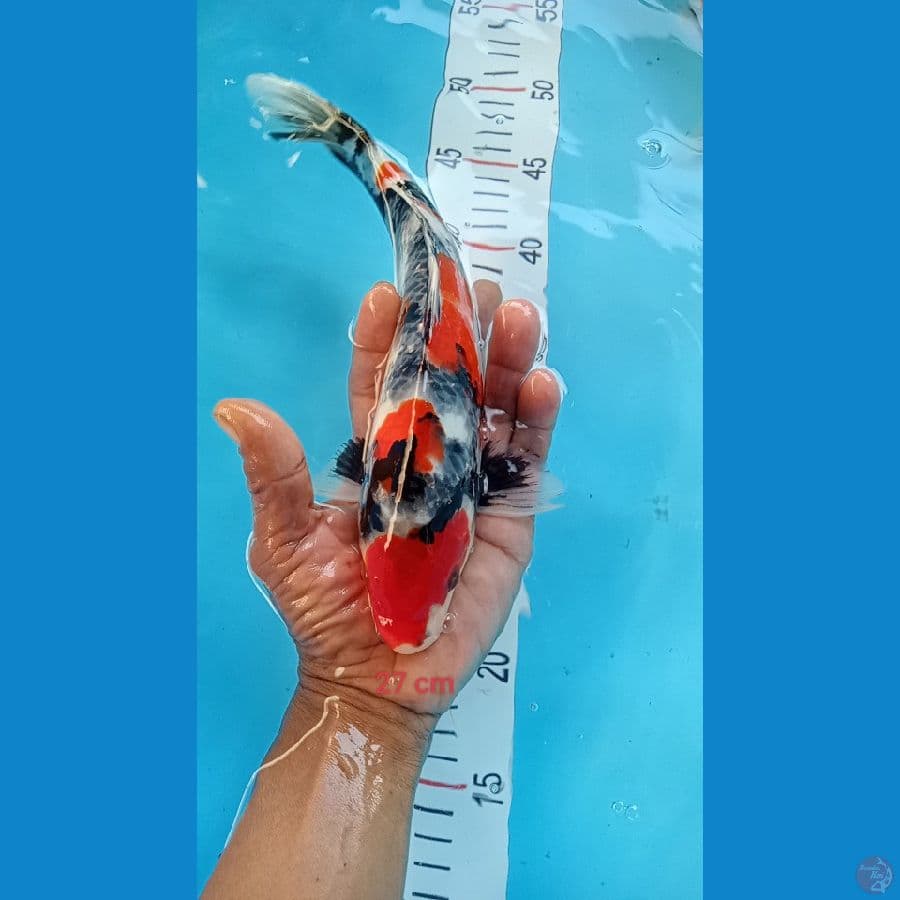 showa 27cm