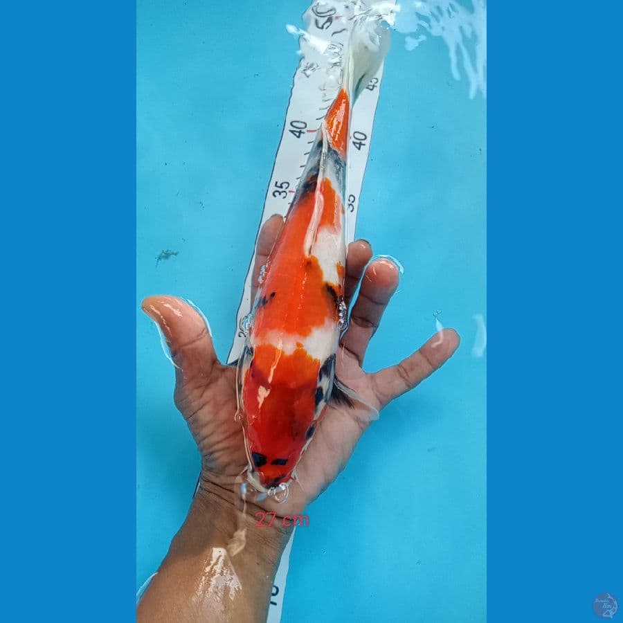showa27cm
