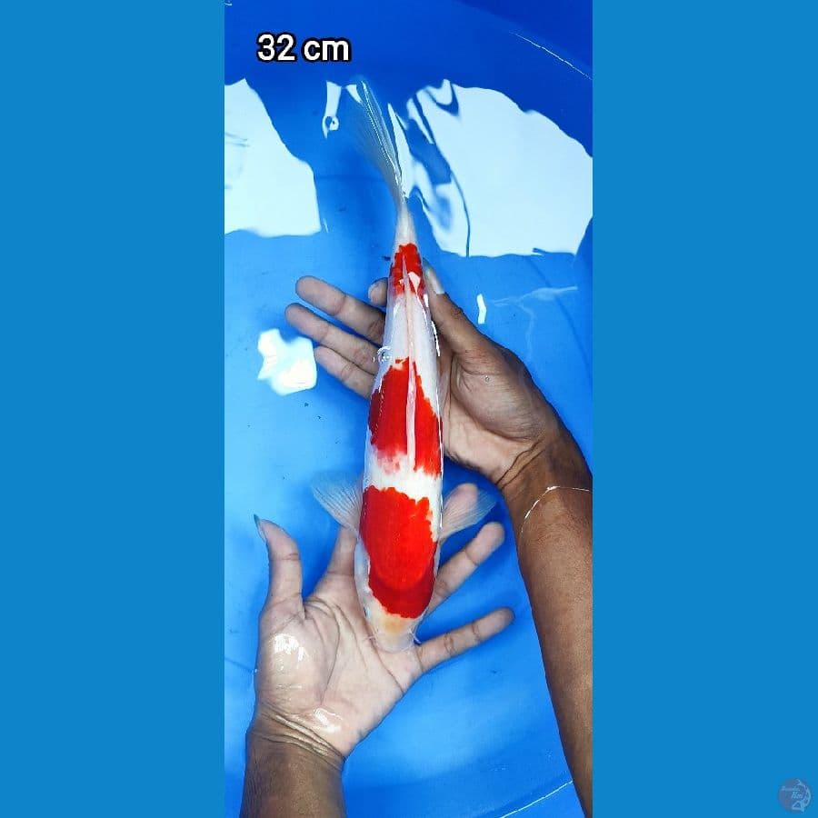 Kohaku Step 3 32CM