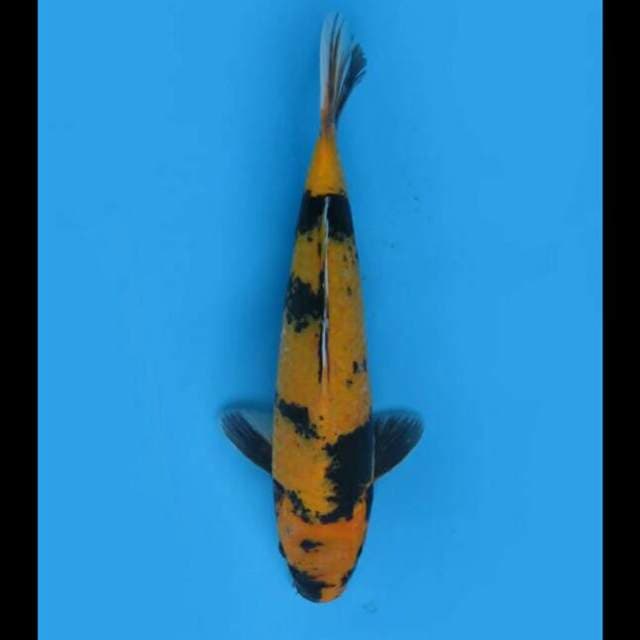 33cm - F1 Ki Utsuri Koleksi