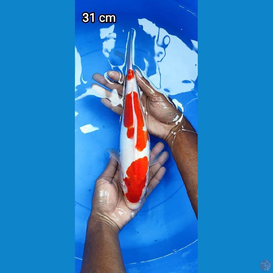 Doitsu Kohaku Step 3 31CM