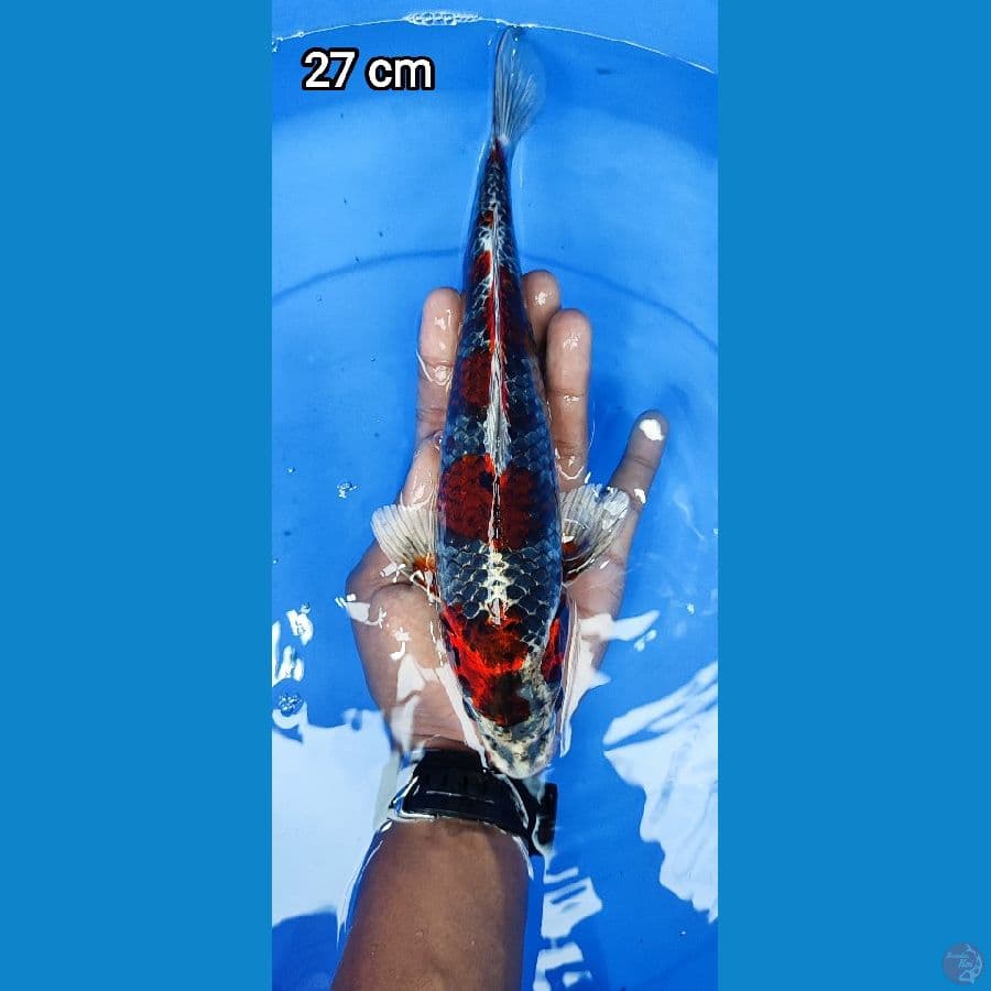 BeniGingga 27CM