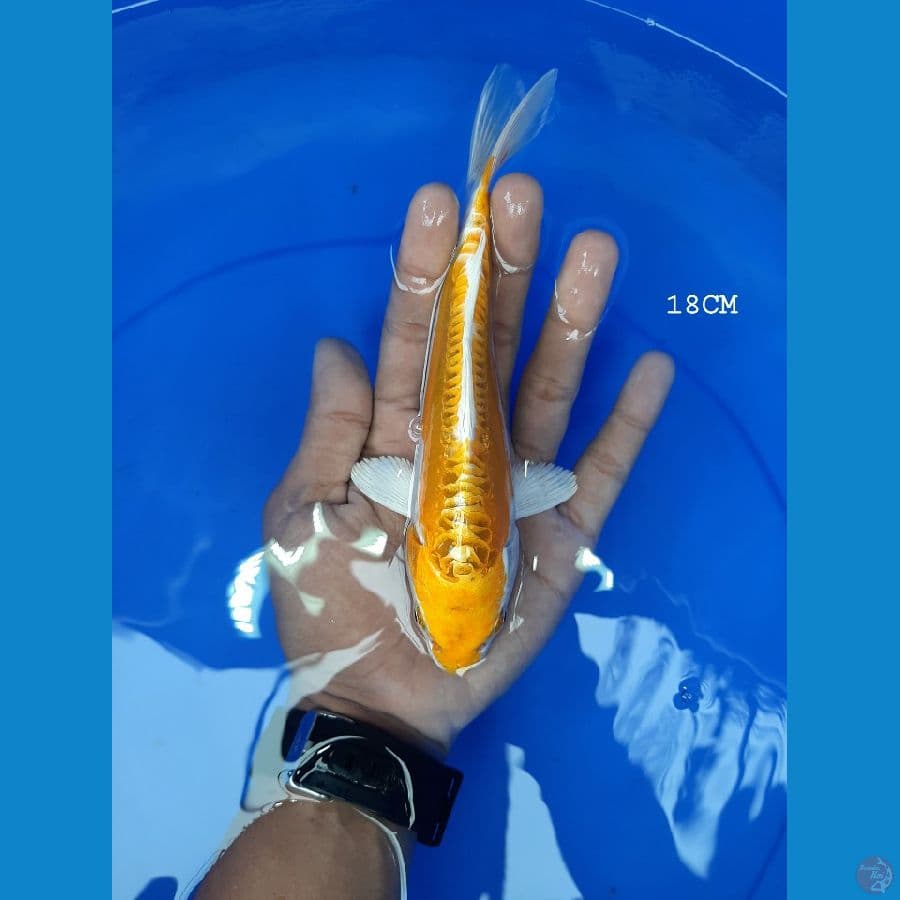 HikariMoyo 18CM