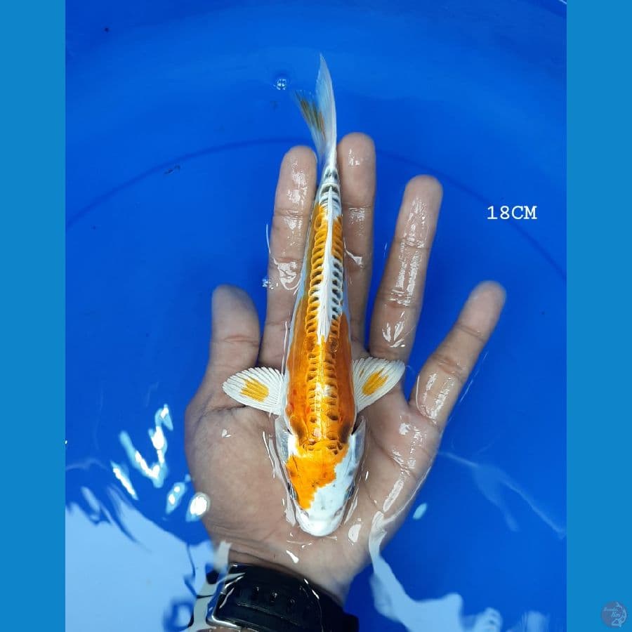 HikariMoyo 18CM