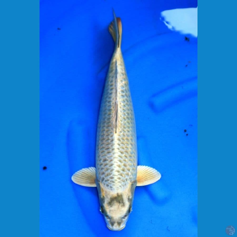 JUMBO MUKASI OGON 50CM