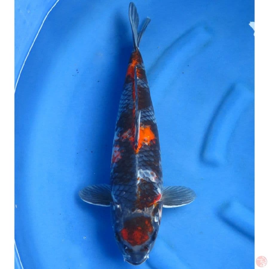 47cm , Original - Jumbo Kage Showa Tategoi