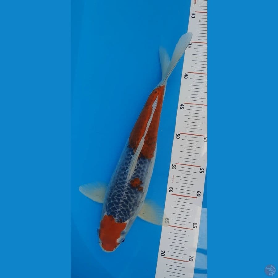 FKF. Male goshiki