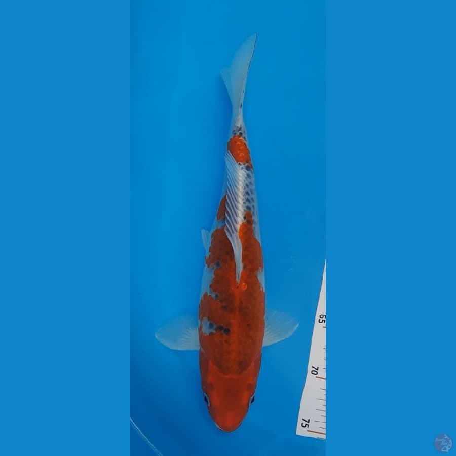 FKF. Male Gosihiki