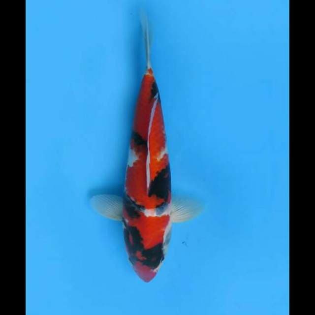 33cm - Hi Showa