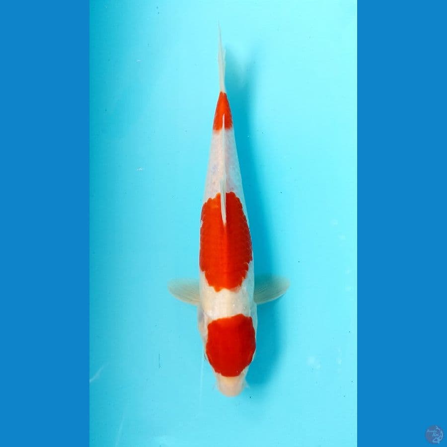kohaku 27cm