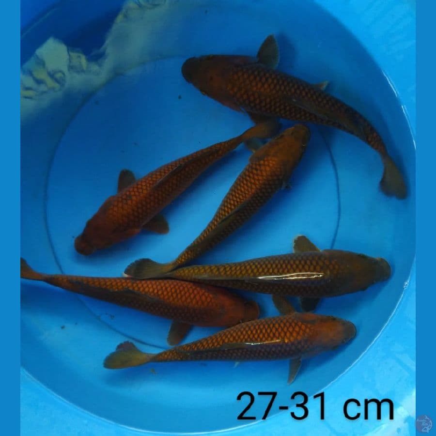 chagoi tembaga 27-31 cm