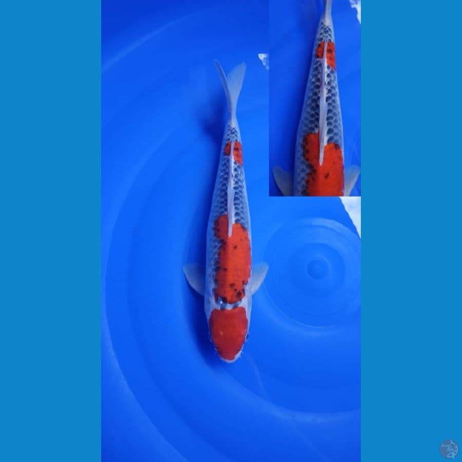 Ghosiki Racing 33CM - Male