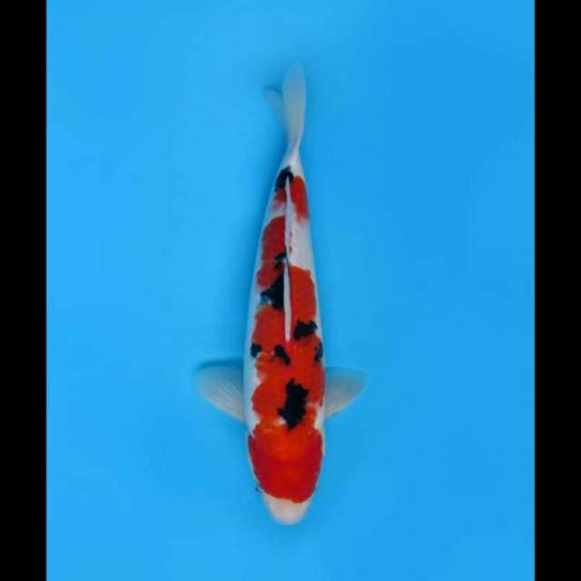 32cm - Taisho Sanke Hq