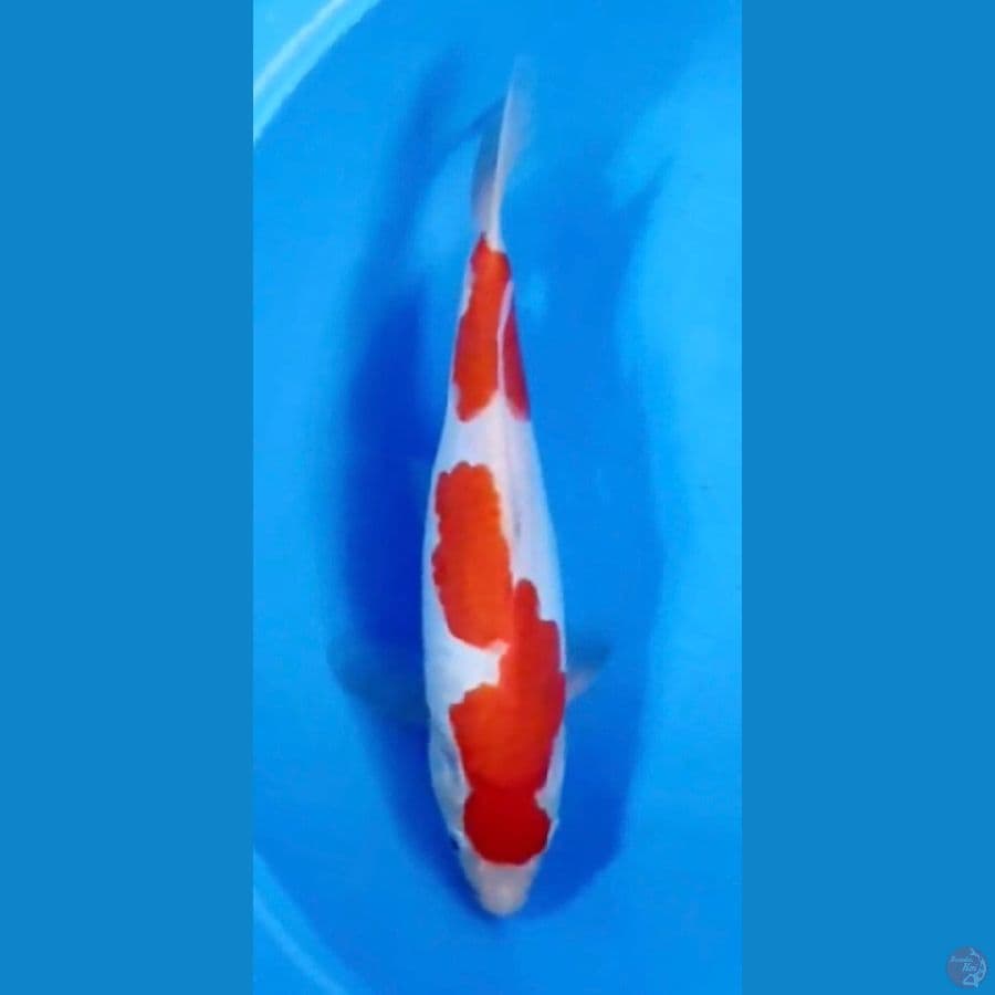 Kohaku Inazuma Doitsu Red Strong Original