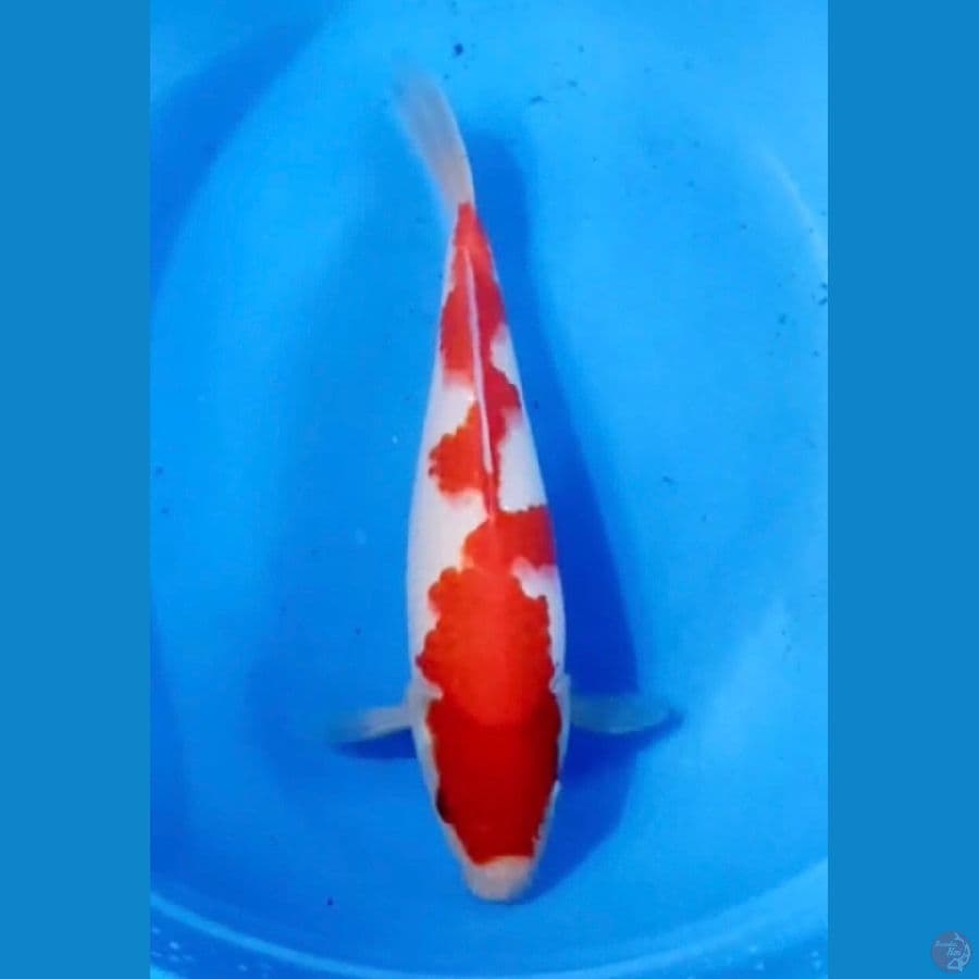 Kohaku awesome pattern Red Strong