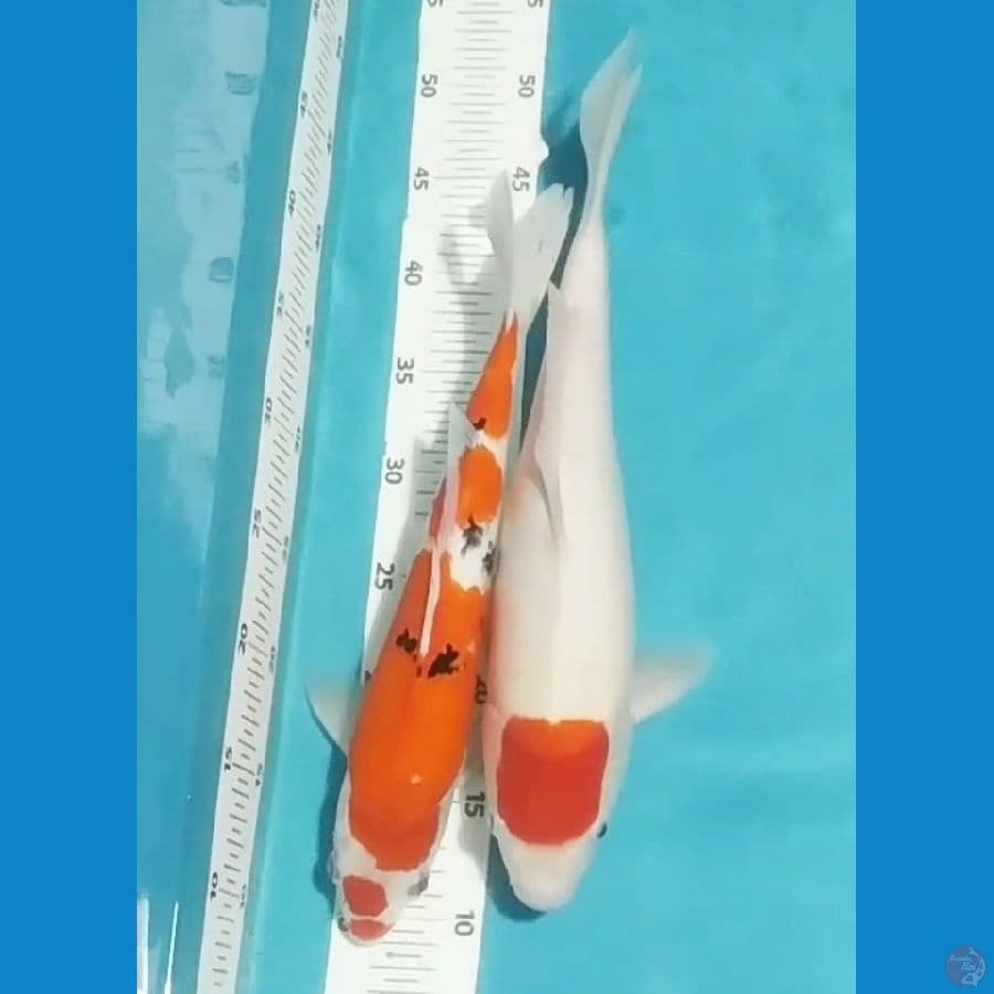 Kucibeni sanke, tc kohaku ori 34,39cm