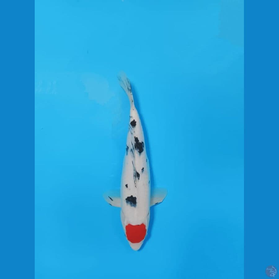 TANCO SANKE 32CM