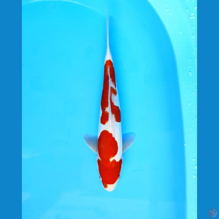 Dhoitsu kohaku size 33 cm