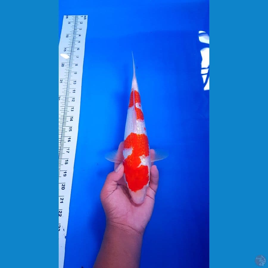 KOHAKU FULL GUNRIN MALE 33 CM