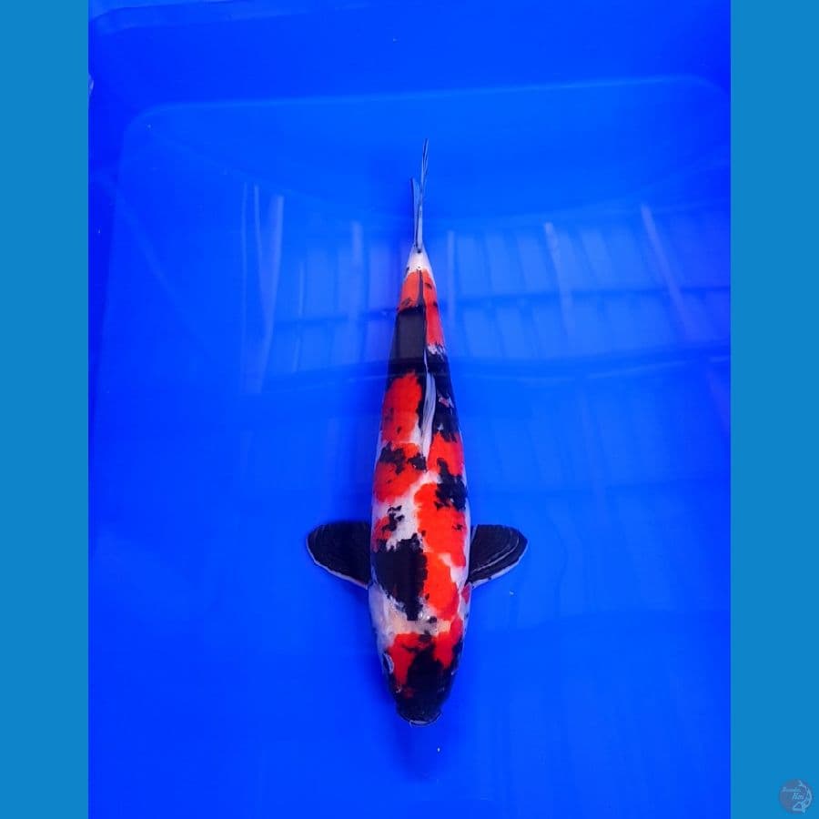 SHOWA JANTAN STRONG 33 CM