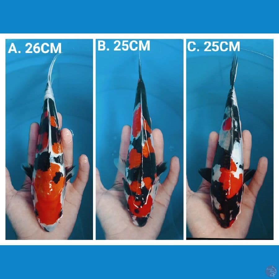 SHOWA DOITSU 25-26cm 3 UNIT