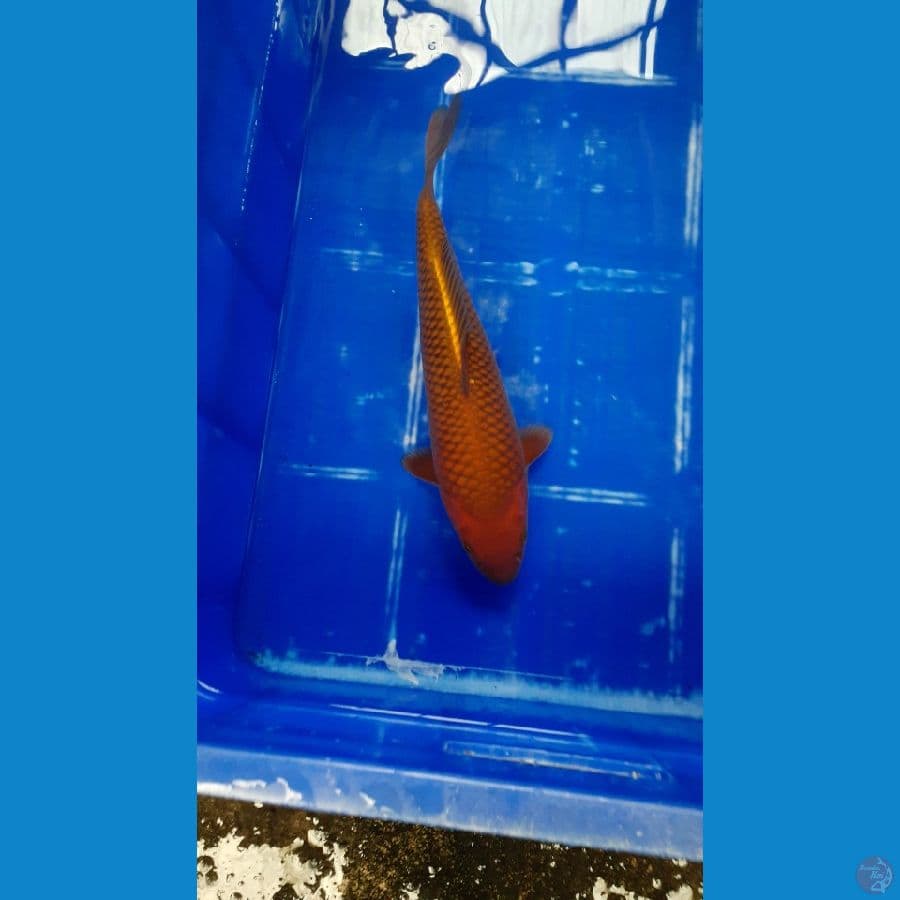Chagoi tembaga 33 cm