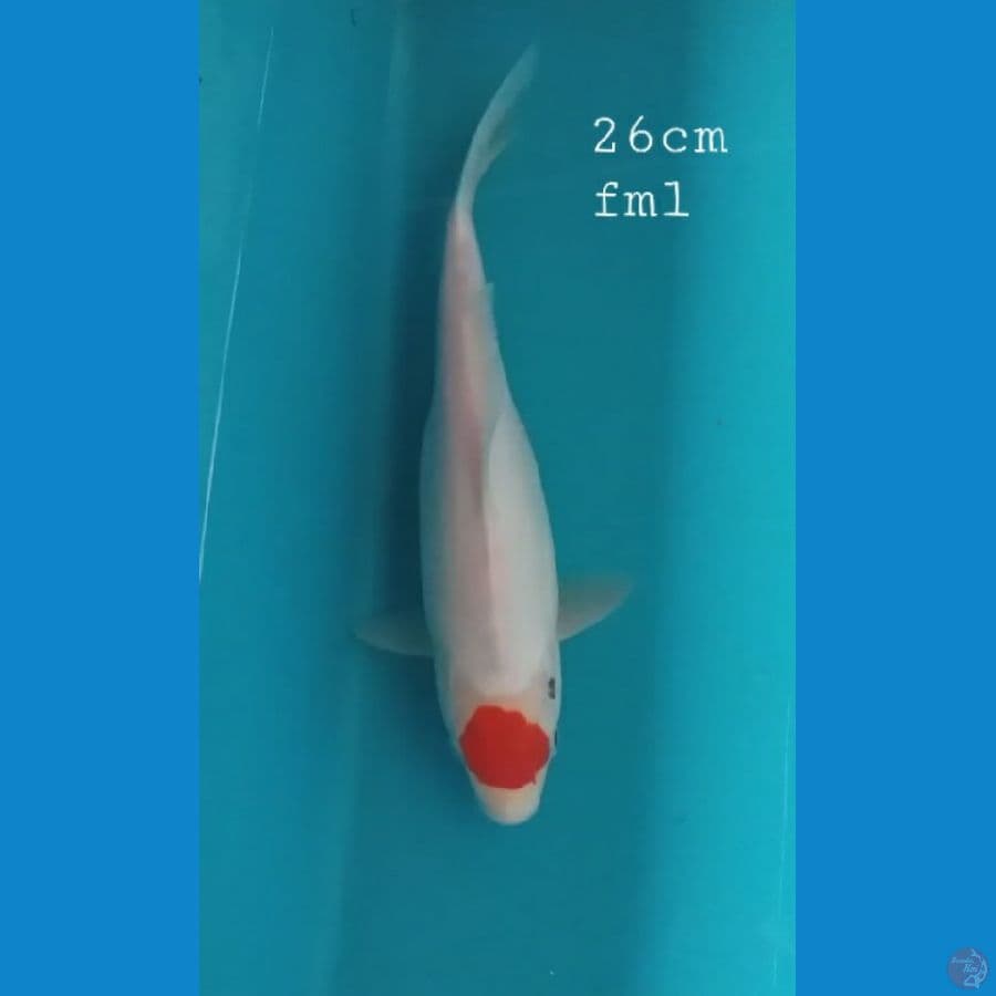 Tancho 26cm/fml