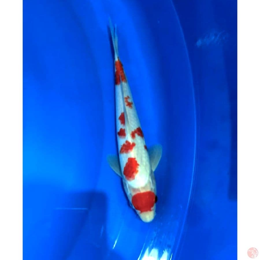 kohaku maruten sakura 25cm