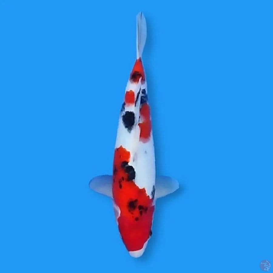 Sanke 30 Female