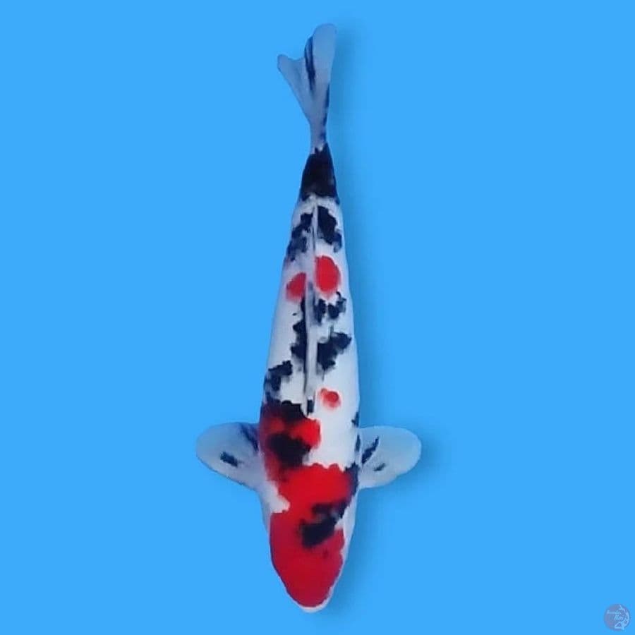 Taisho Sanshoku 30 Male