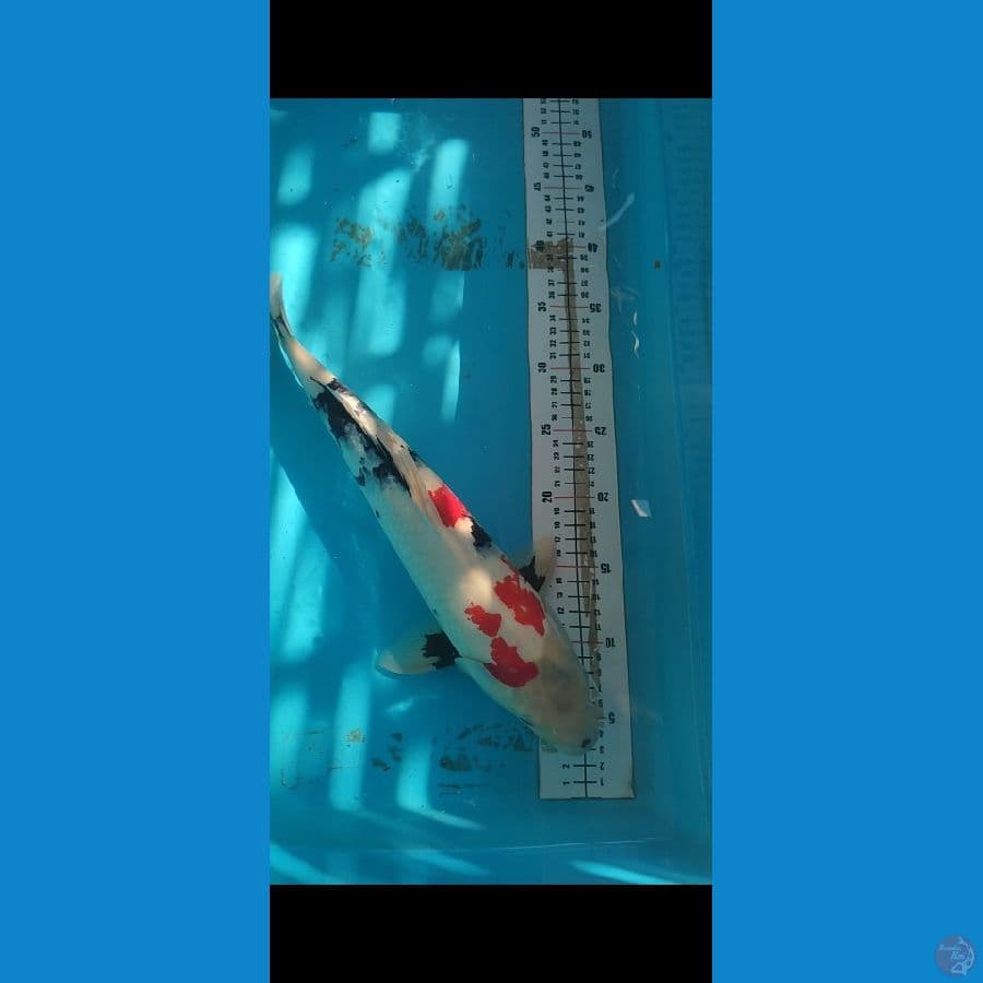 Kindai Showa Jantan 42cm motokuro joss