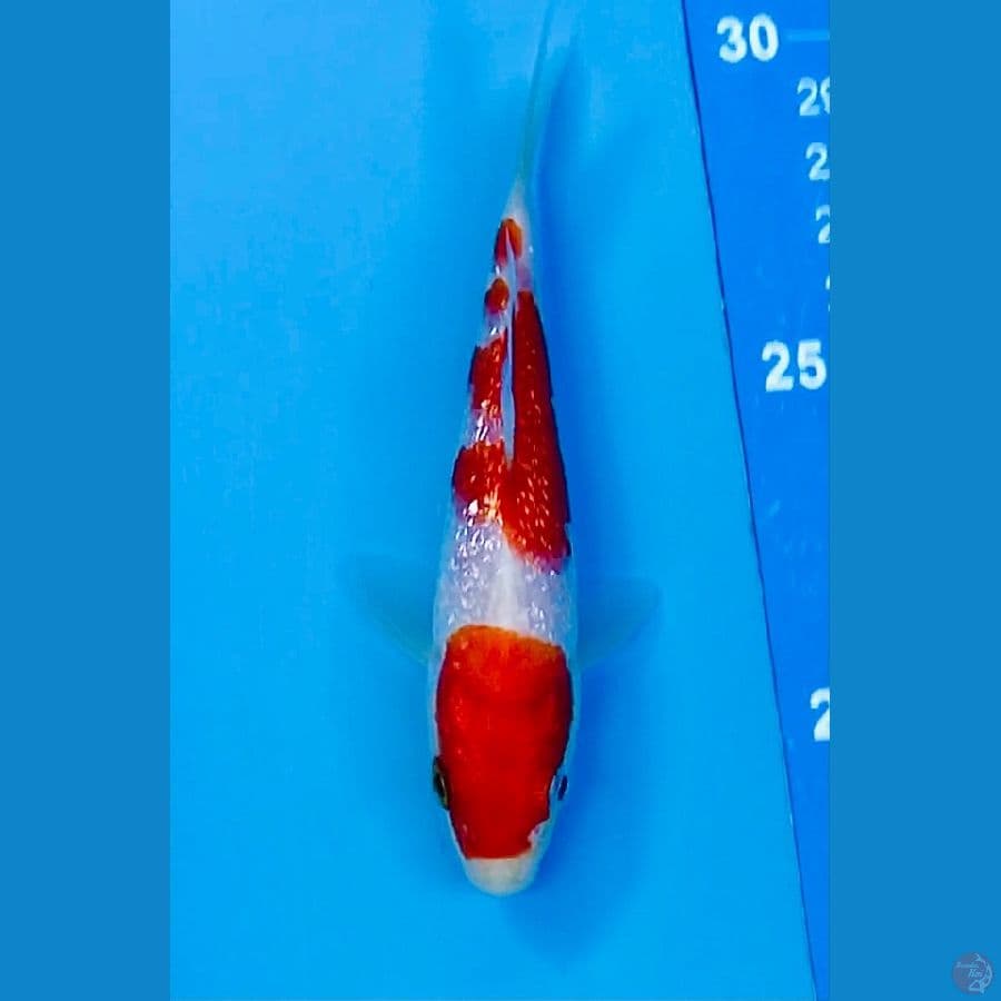 minion kohaku ginrin 11.5 cm