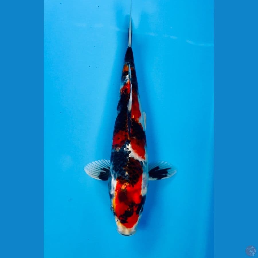 showa hikari 20cm