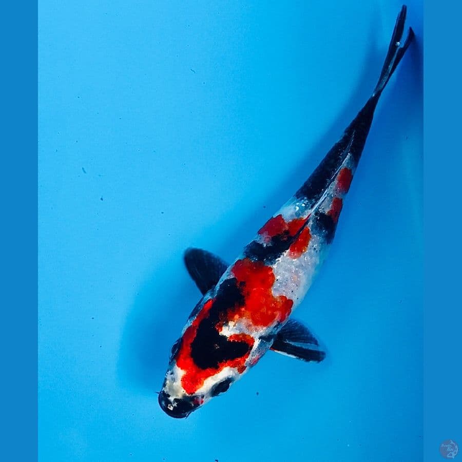 showa hikari 15cm