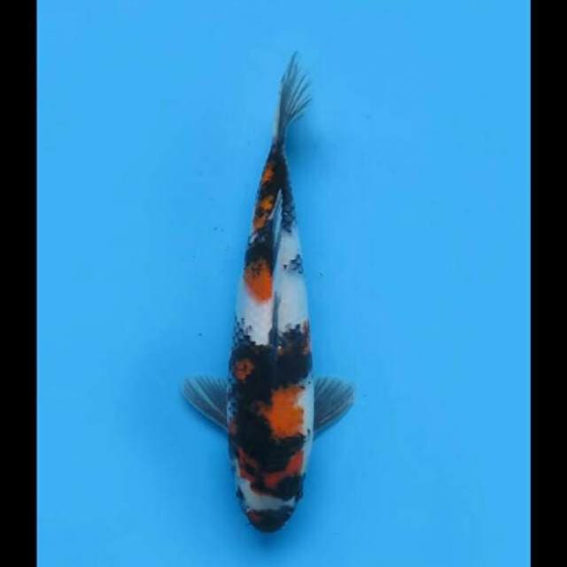 29cm - Showa Sanshoku Male