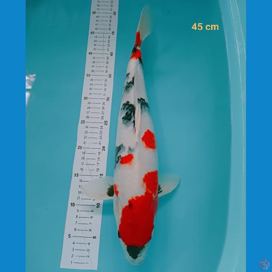 kindai 45 cm