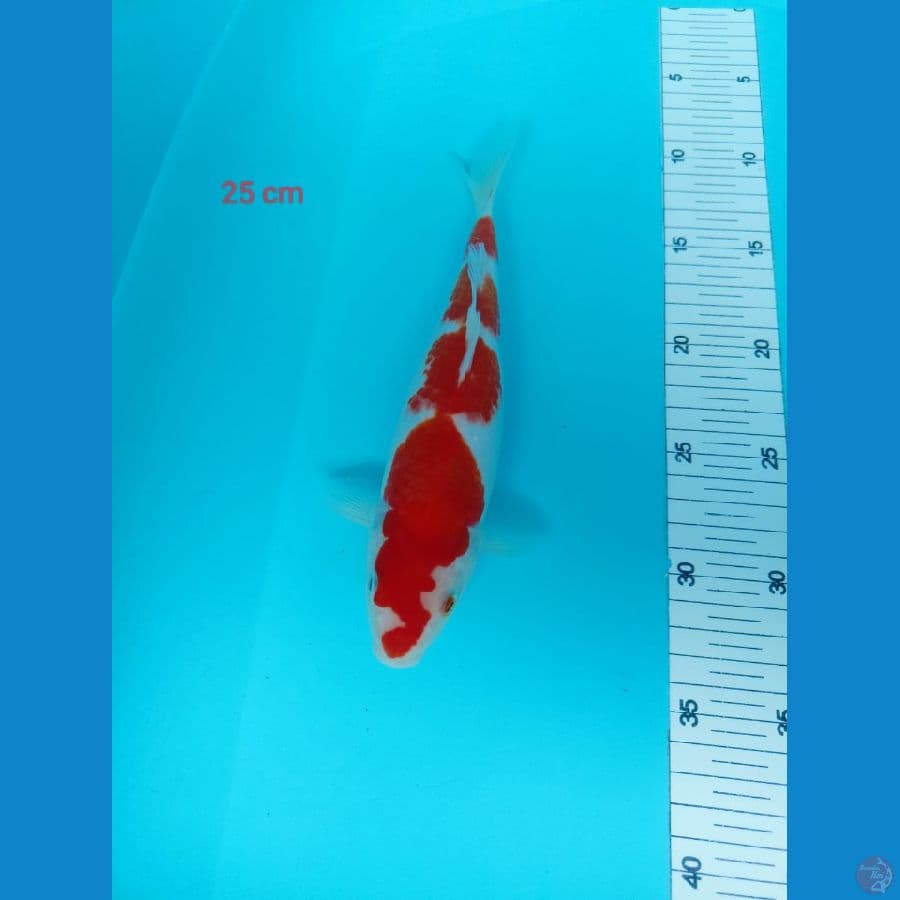 KOHAKU 25cm
