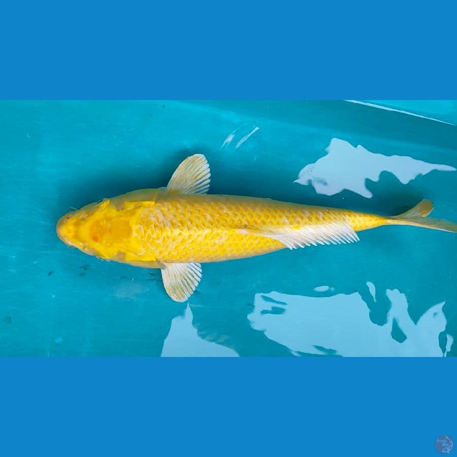 yamabuki ogon 35cm