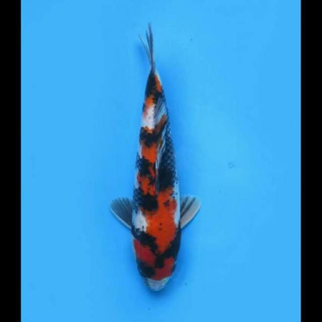 30cm - Showa Sanshoku Male