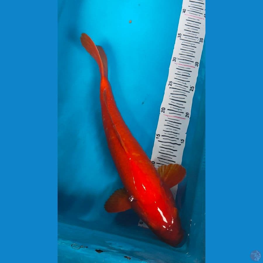 benigoi f1 37cm male
