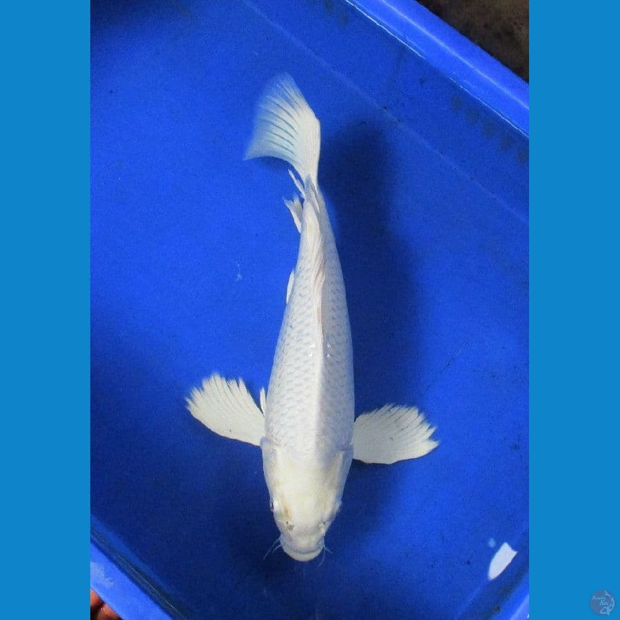 platinum longfin ±36cm