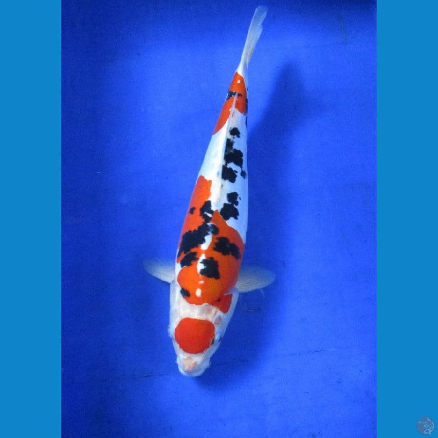 ,maruten doitsu ±38cm