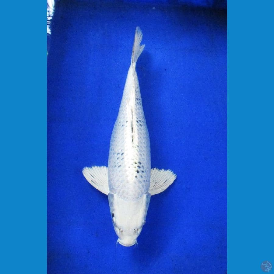 tategoi gin shiro ±38cm bulky