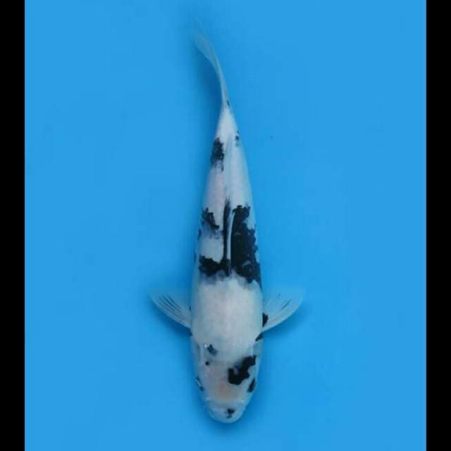 38cm - Shiro Putih Salju
