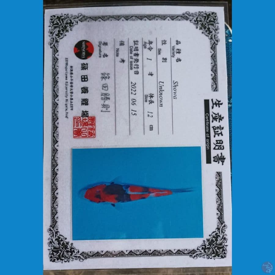 shinoda showa sz 14cm
